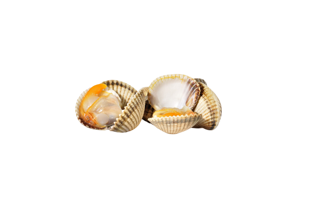 coque(s) (avec coquille) coque(s) (avec coquille)