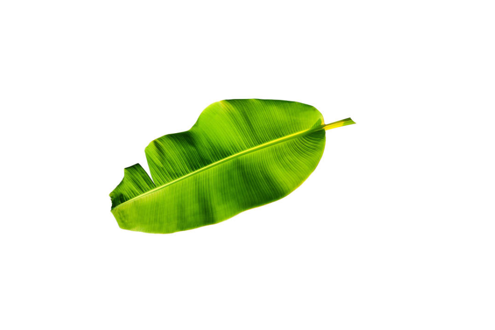 Feuille(s) de bananiers