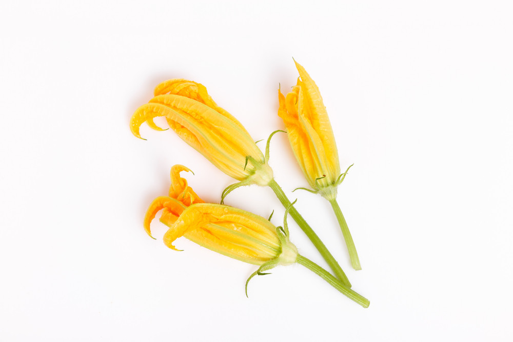 Fleur(s) de courgette