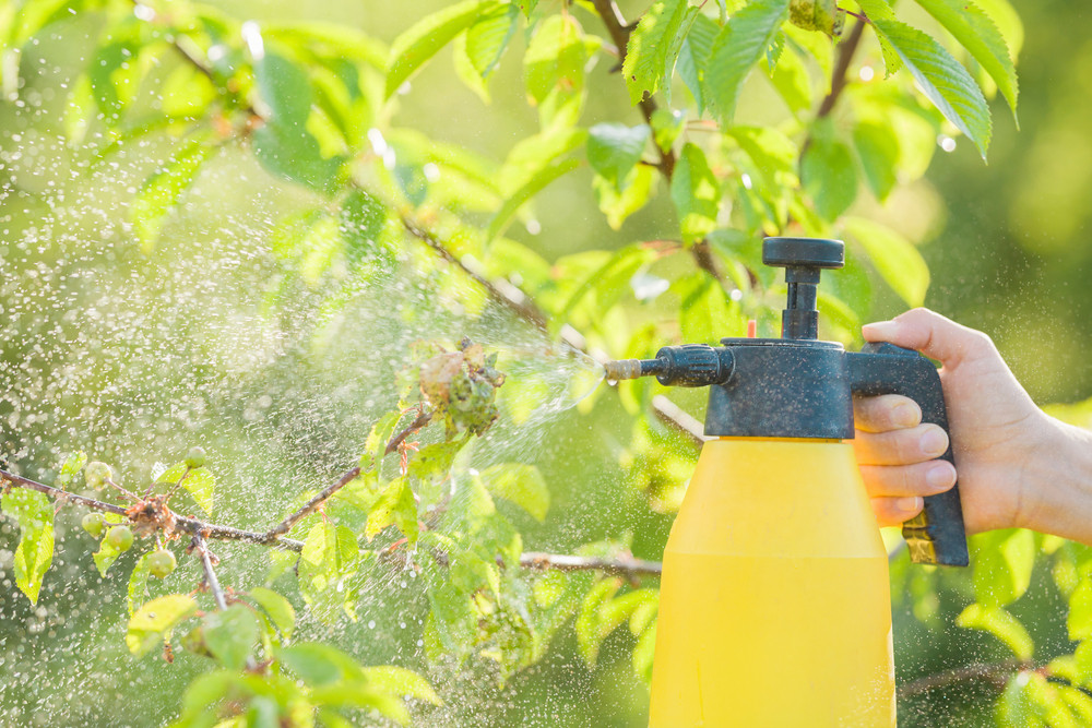 3 recettes d’insecticides naturels