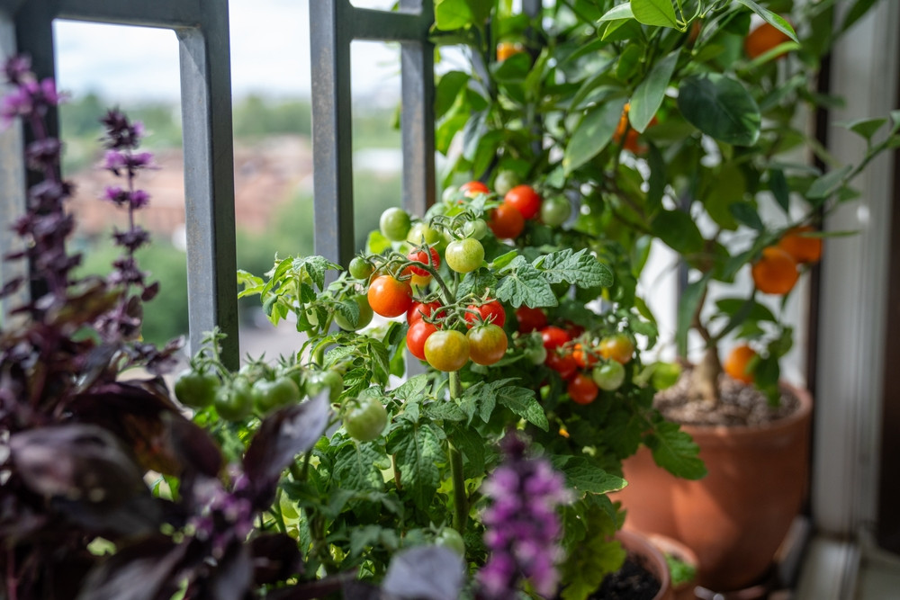 10 légumes à faire pousser sur son balcon