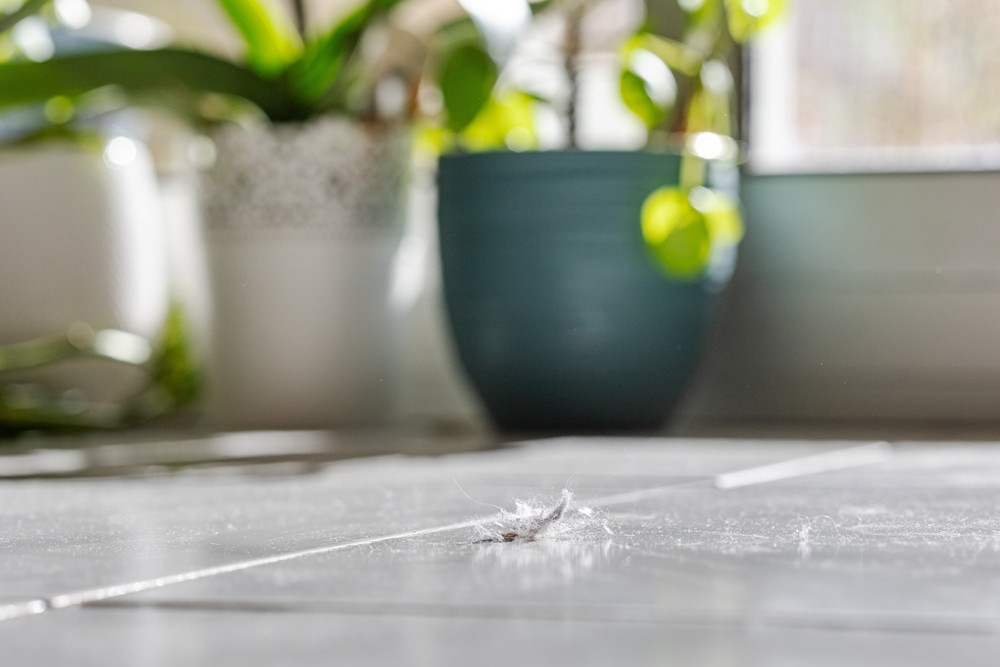 Comprendre l’allergie à la poussière