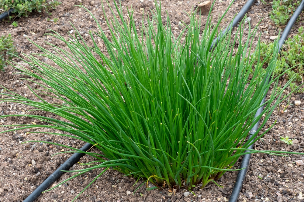 5 erreurs à éviter quand on plante de la ciboulette dans son jardin