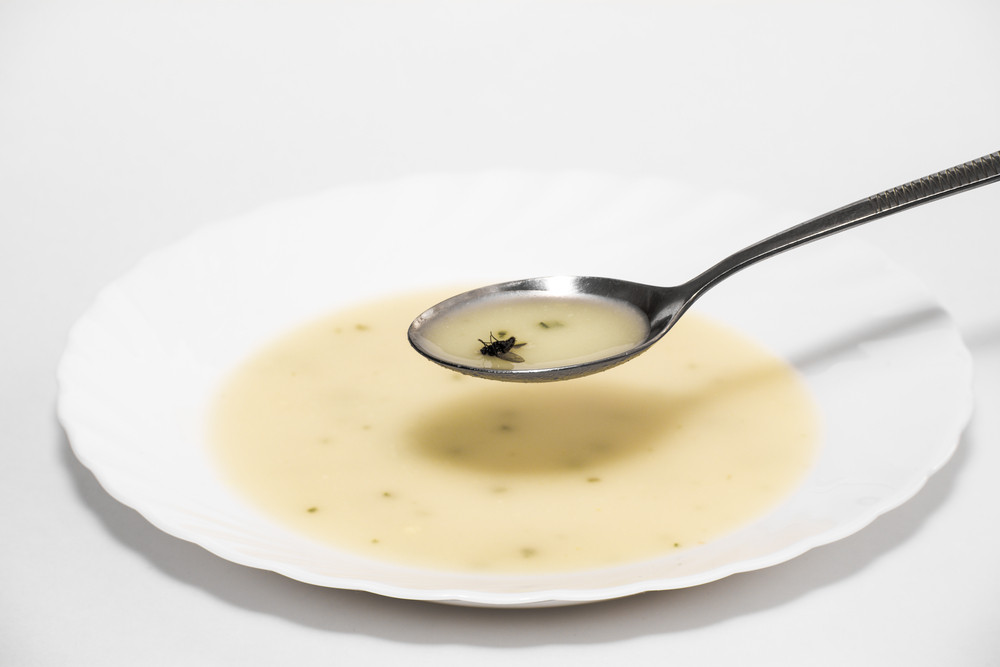 Une mouche s’est posée dans mon assiette : dangereux pour la santé ?