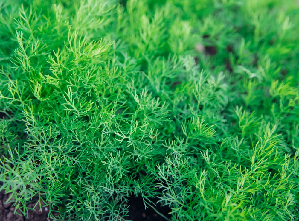 5 erreurs à éviter quand on plante de l'aneth dans son jardin