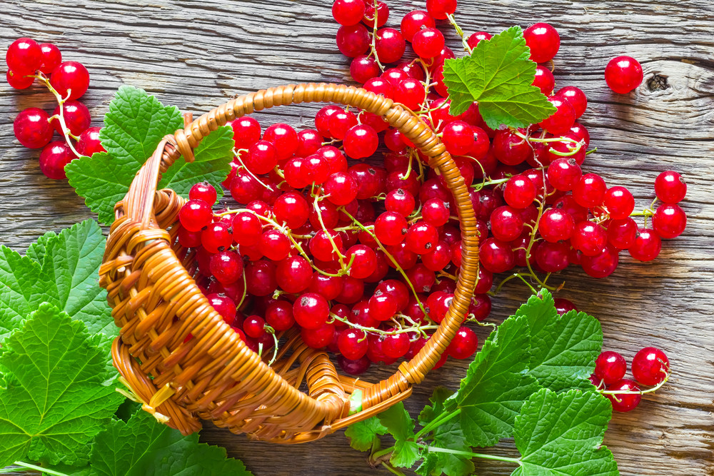 5 bonnes raisons de manger des groseilles