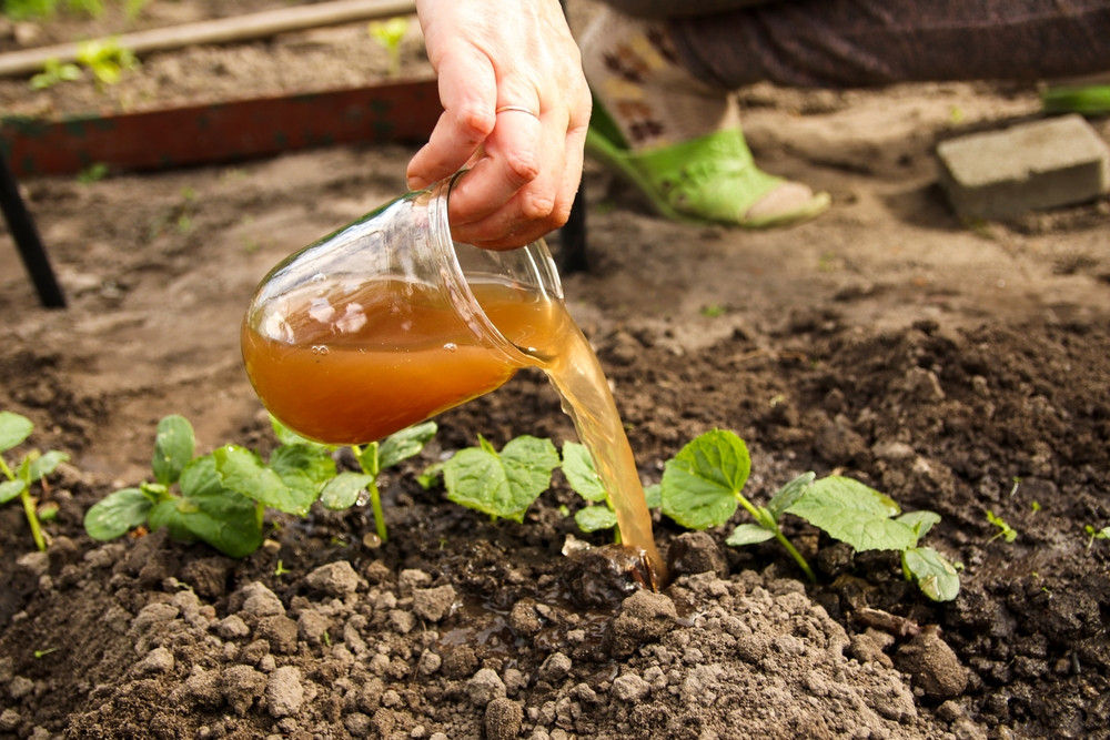 engrais potager