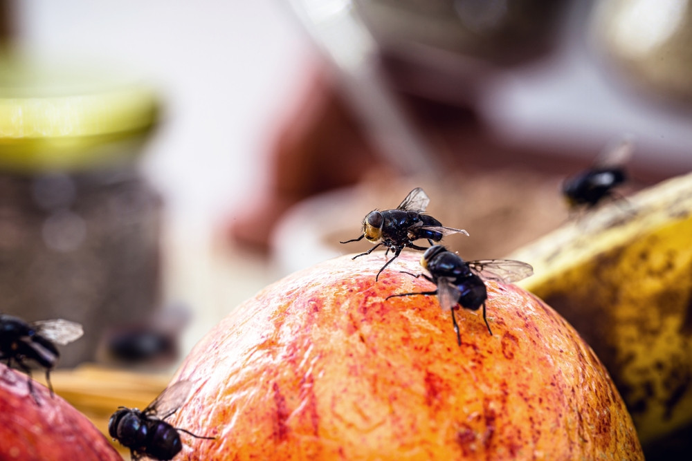 mouches dans la cuisine