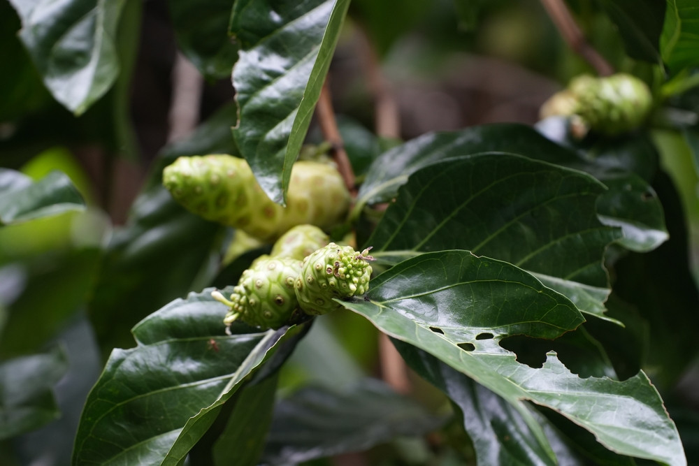 5 bonnes raisons de manger du noni