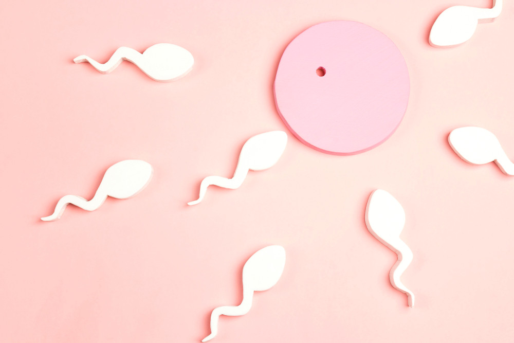 Tout savoir sur la nidation