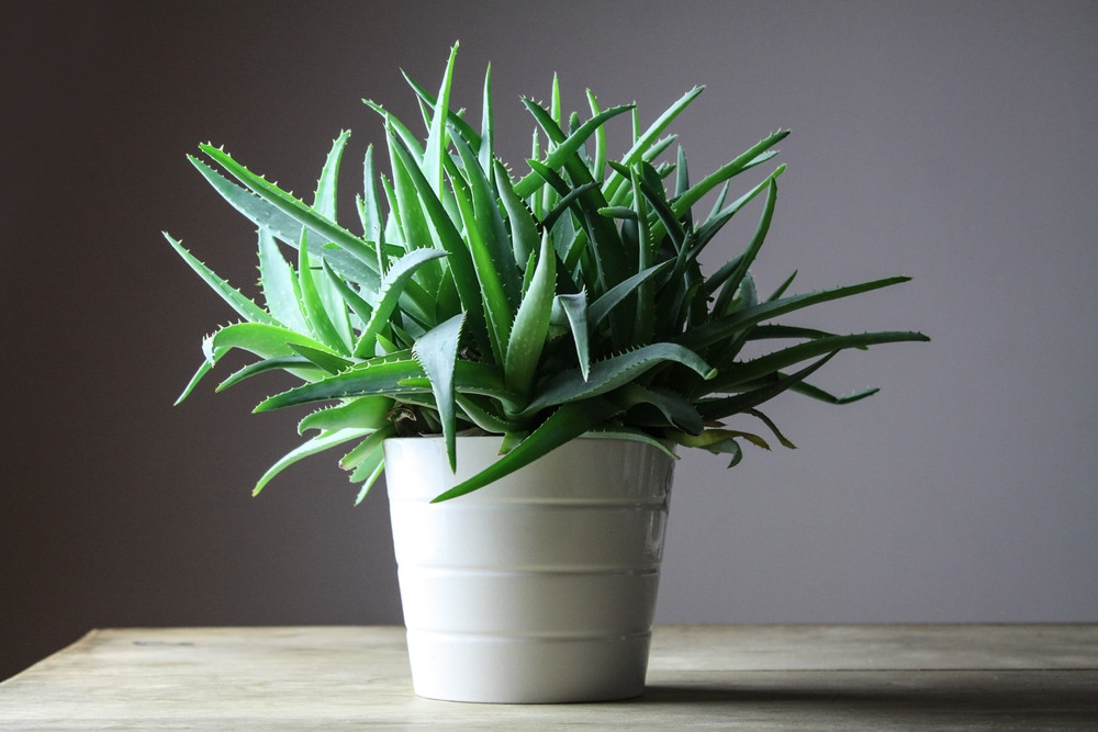 aloe vera plante