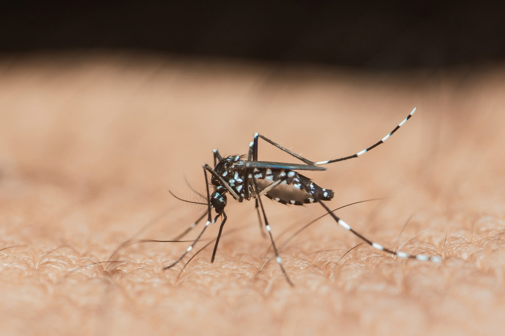 Est-ce que la dengue est dangereuse ?