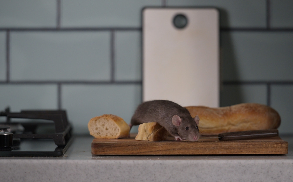 10 aliments qui attirent rats et souris dans votre cuisine