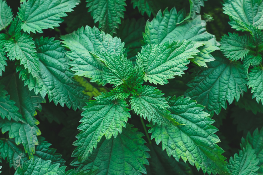 5 plantes pour renforcer ses os