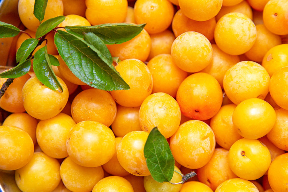 mirabelles