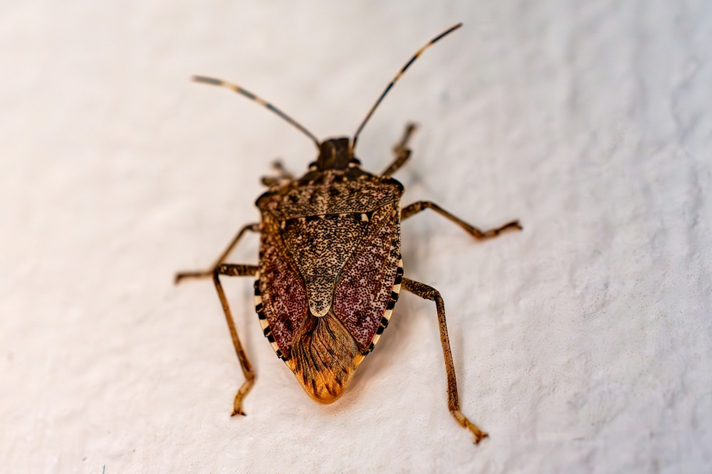 Comment se débarrasser des punaises des bois ?
