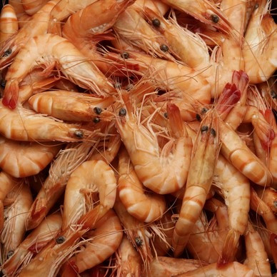 Alerte Rappel – Crevettes cuites 25/35 : risque Listeria monocytogenes