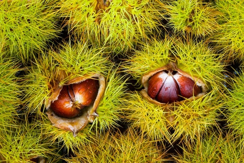 Cueillette d’automne : pourquoi il est essentiel de différencier châtaignes et marrons