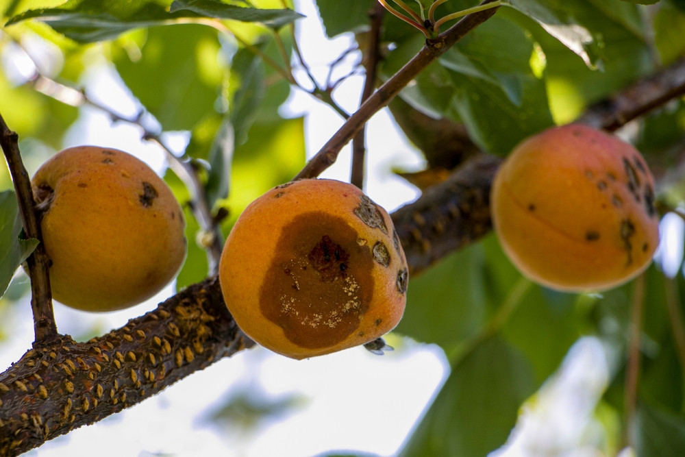 abricots abimés