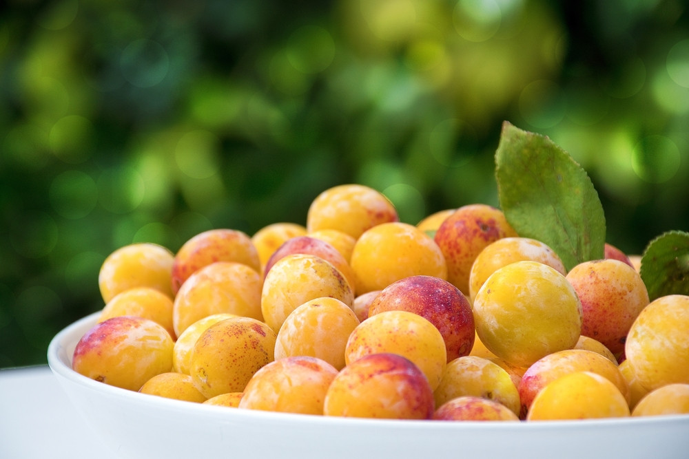 L’index glycémique de la mirabelle