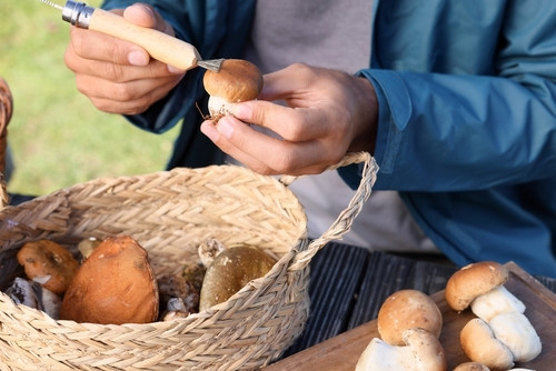 Comment bien nettoyer des cèpes ?