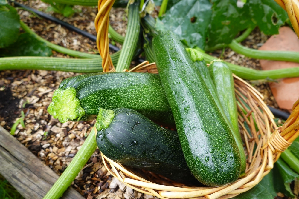 courgettes