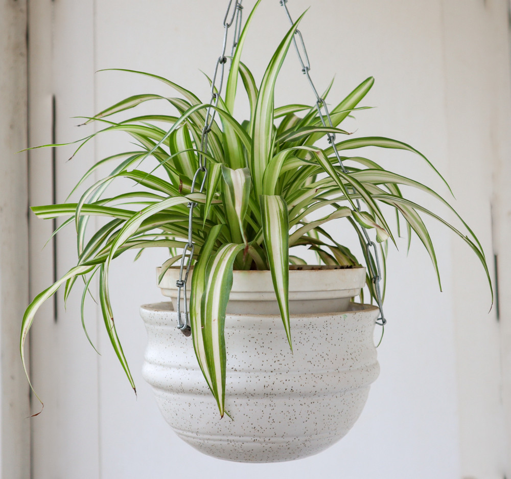 plante arraignée