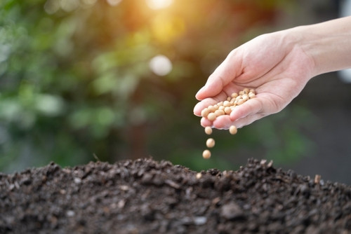 Quelles graines semer en décembre ? Des semis pour préparer le printemps