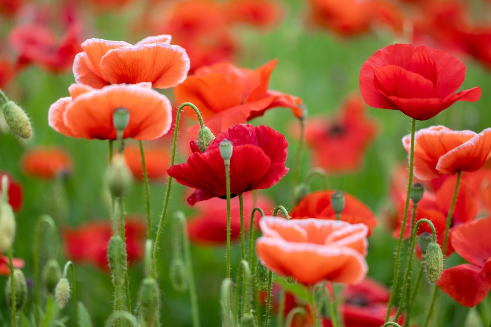Tout savoir sur le syndrome du grand coquelicot 