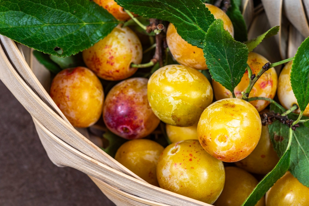 5 bonnes raisons de manger des mirabelles