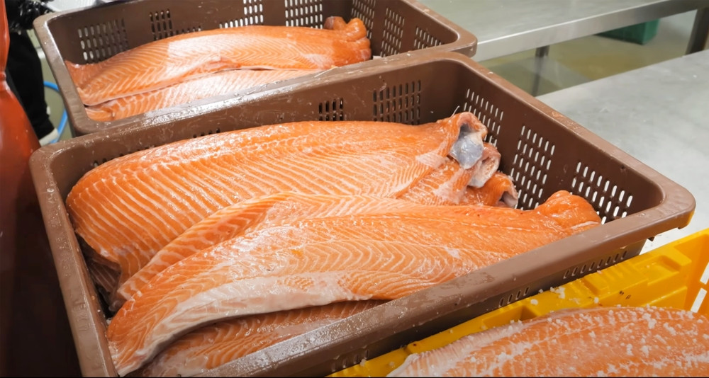 filets de saumon frais