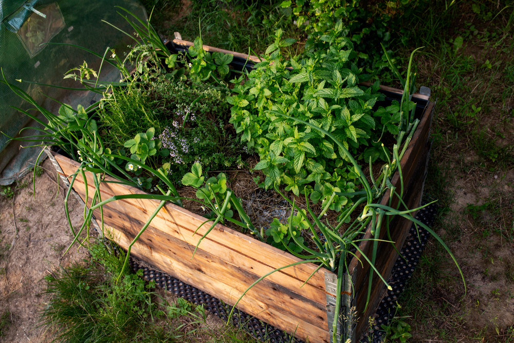 Petit budget : comment faire un potager 100% récup ?