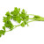 branche(s) de céleri