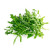 roquette