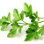 persil plat