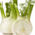 bulbe de fenouil