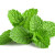 menthe fraîche