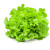 salade verte