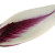 endive(s) carmine