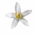 fleur d'oranger