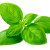 feuille(s) de basilic