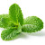 feuille(s) de menthe