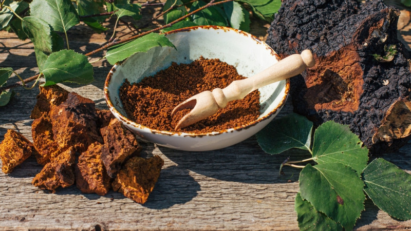 Les bienfaits du chaga : un trésor de la nature
