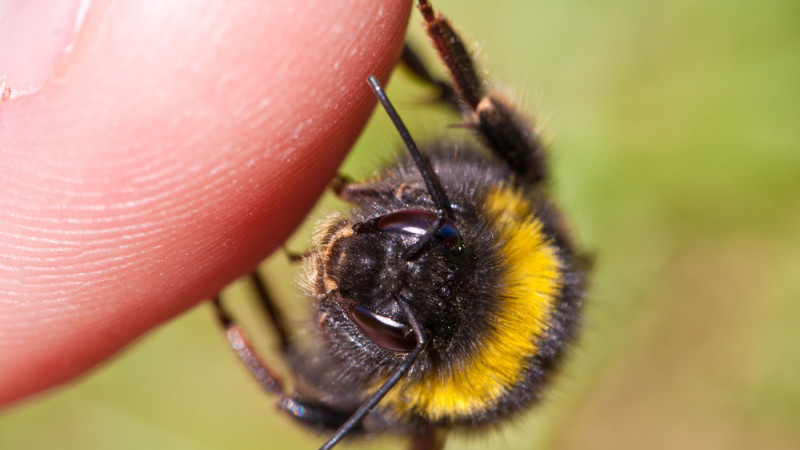 Quels sont les symptômes d’une piqûre d’abeille ?