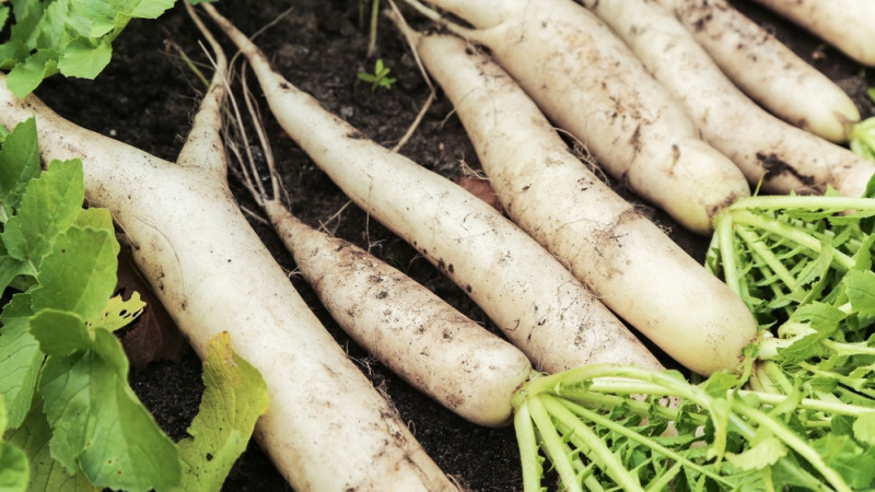 5 bonnes raisons de manger du radis blanc
