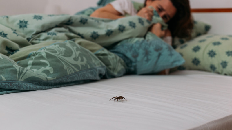 Comment surmonter l’arachnophobie, la peur des araignées ?