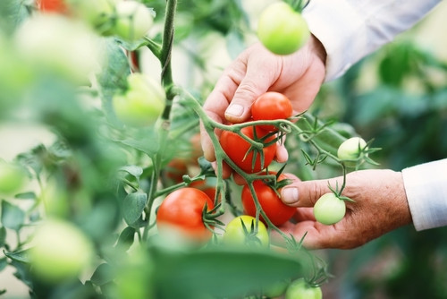 Quelles graines semer en juin ? Guide du jardinier