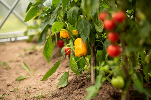 Que semer ou planter en juin au potager ? Guide pratique pour une récolte abondante