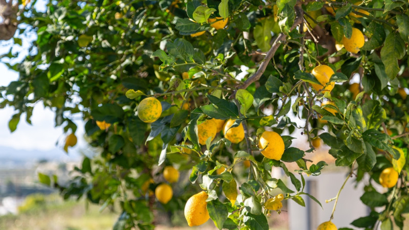 Quelle est la durée de vie d’un citronnier ?