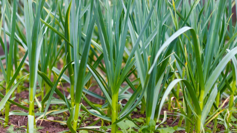 Quelle est la plante qui débouche les artères ?